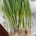 钢葱苗一代，保质保量，量大优惠