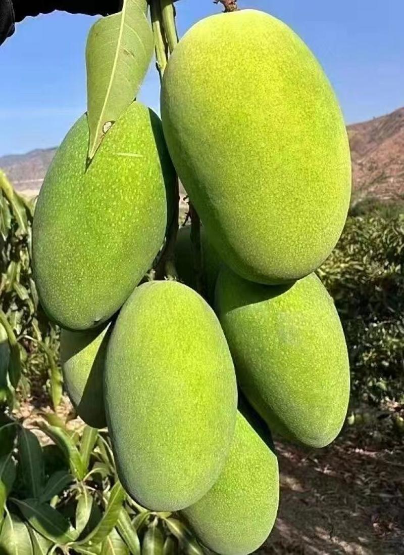 云南金煌芒·云南楚雄武定种植基地