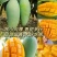 云南金煌芒·云南楚雄武定种植基地