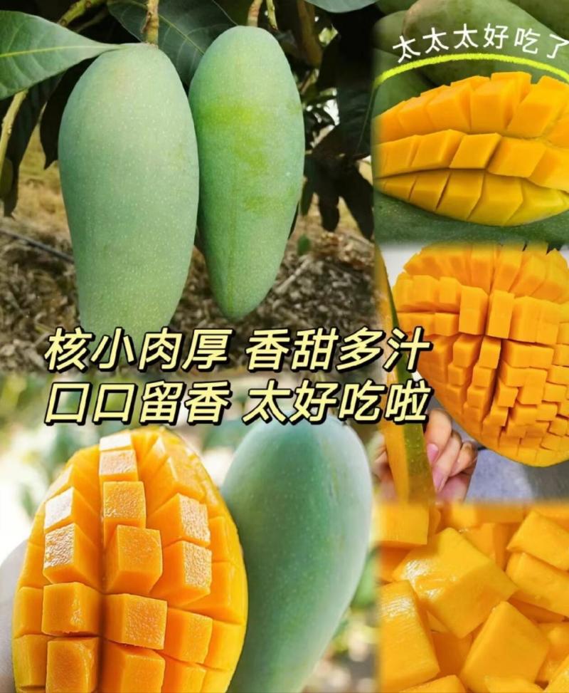 云南金煌芒·云南楚雄武定种植基地