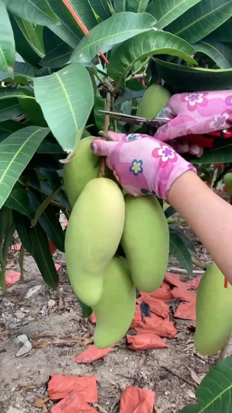 云南金煌芒·云南楚雄武定种植基地