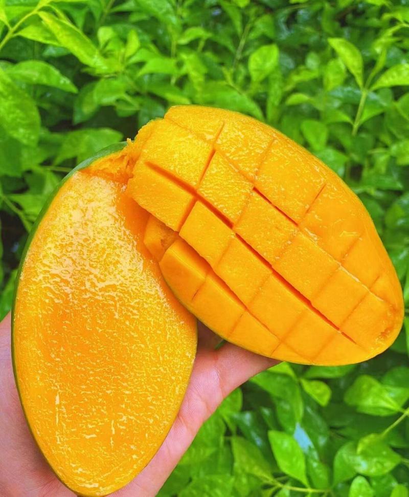 云南金煌芒·云南楚雄武定种植基地