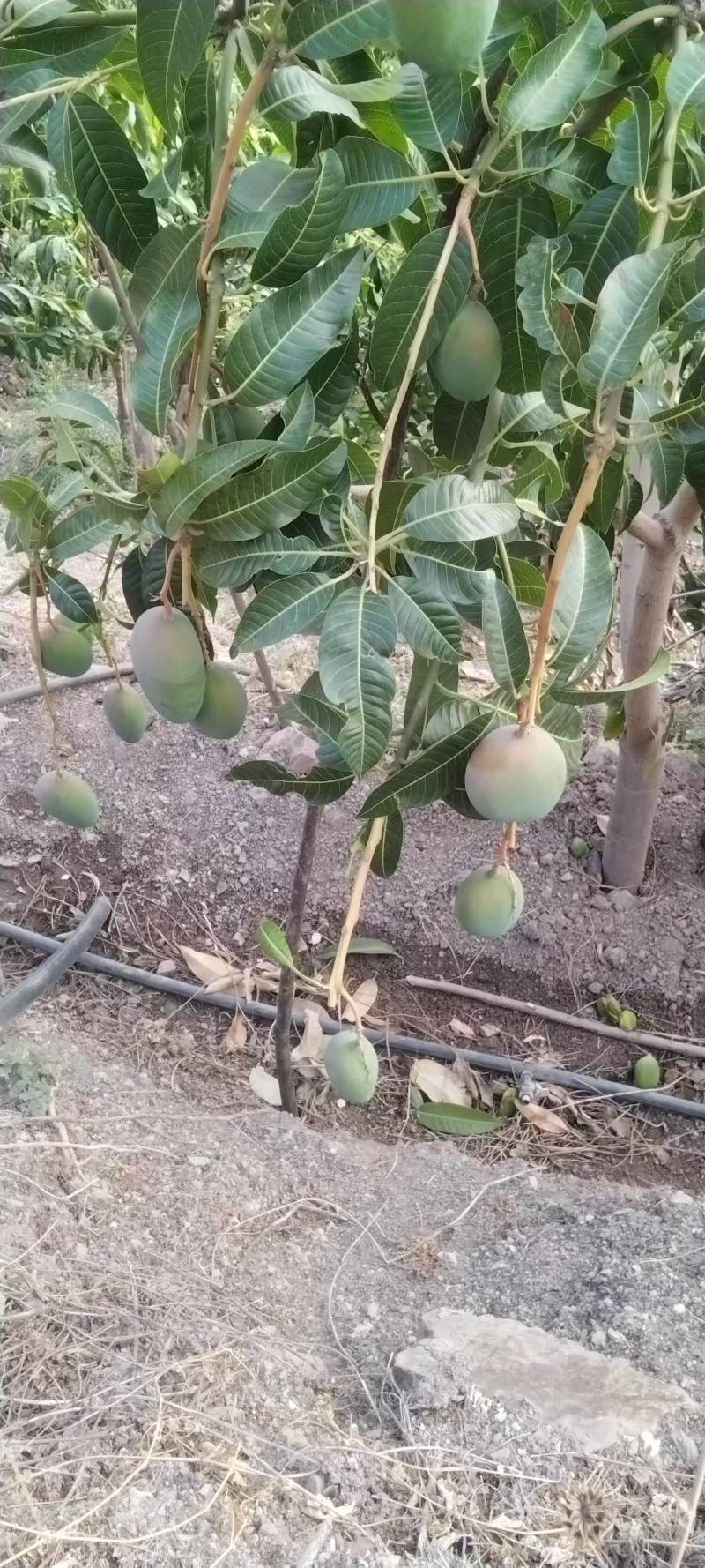 云南金煌芒·云南楚雄武定种植基地