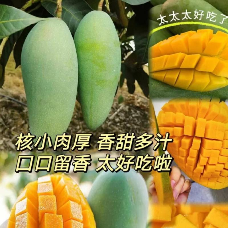云南金煌芒·云南楚雄武定种植基地