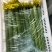 《鲜花丝瓜》现货供应/现摘现发/产地批发/提供一条龙服务