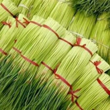 红帽蒜苔大量接单产地直发品质保证诚信合作欢迎来电