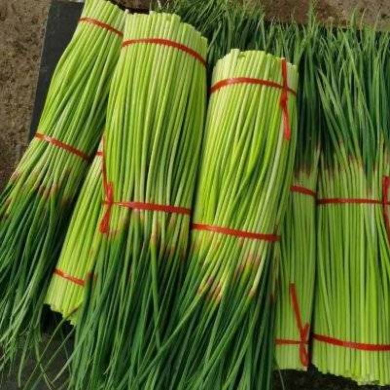 【推荐】红帽蒜薹大量接单产地直发货源充足价格美丽