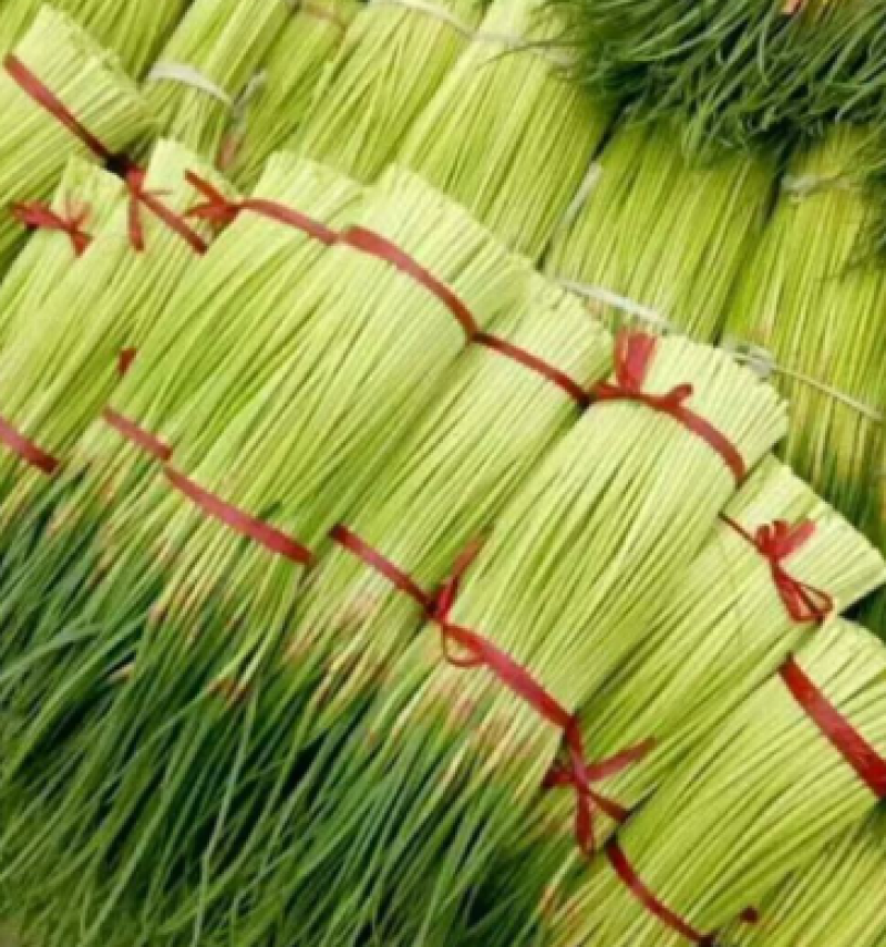 【推荐】红帽蒜薹大量接单产地直发货源充足价格美丽