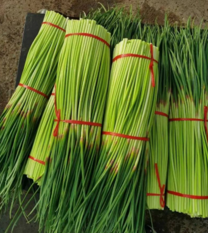 【推荐】红帽蒜薹大量接单产地直发货源充足价格美丽