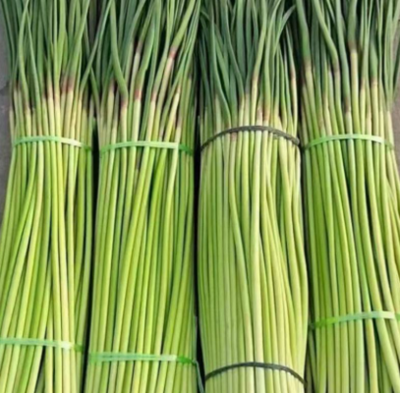 【推荐】红帽蒜薹大量接单产地直发货源充足价格美丽