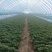 脱毒红薯苗一级品质急需出售对接全国量大需要电话☎️