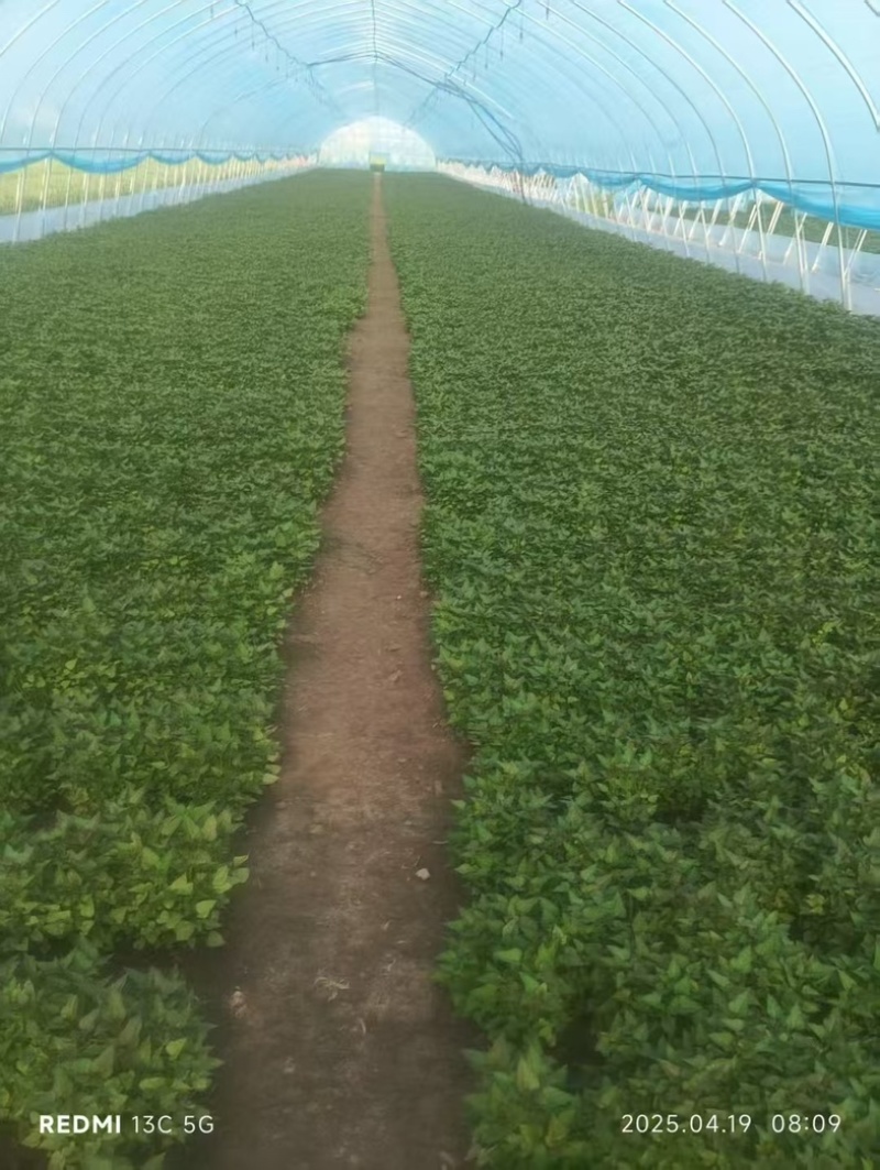 脱毒红薯苗一级品质急需出售对接全国量大需要电话☎️