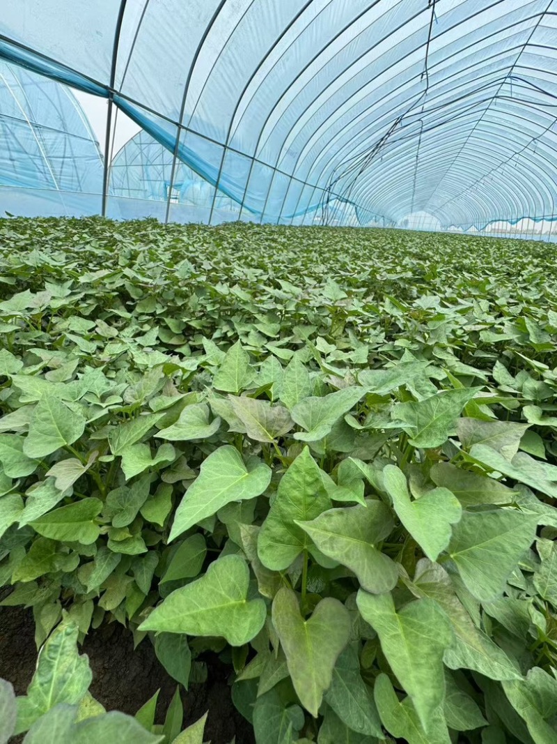 脱毒红薯苗一级品质急需出售对接全国量大需要电话☎️