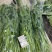 正宗博白空心菜可大量现货商品空心菜旱改水项目菜种