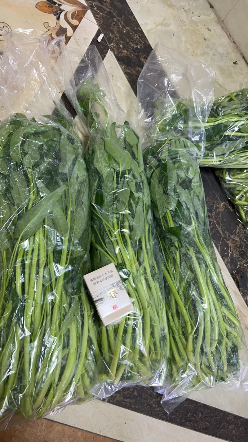 正宗博白空心菜可大量现货商品空心菜旱改水项目菜种