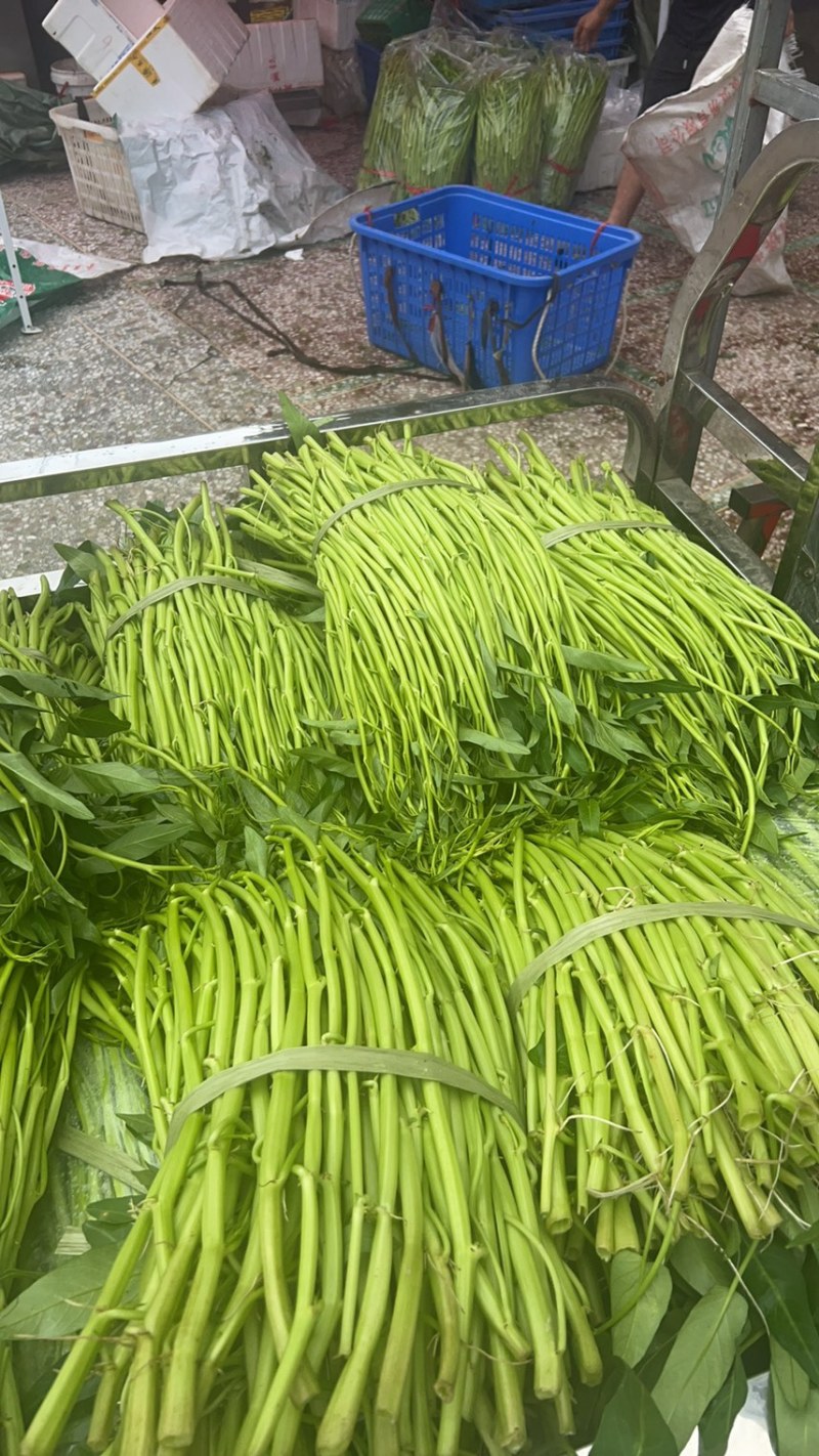 正宗博白空心菜可大量现货商品空心菜旱改水项目菜种