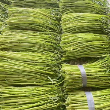 正宗博白空心菜可大量现货商品空心菜旱改水项目菜种