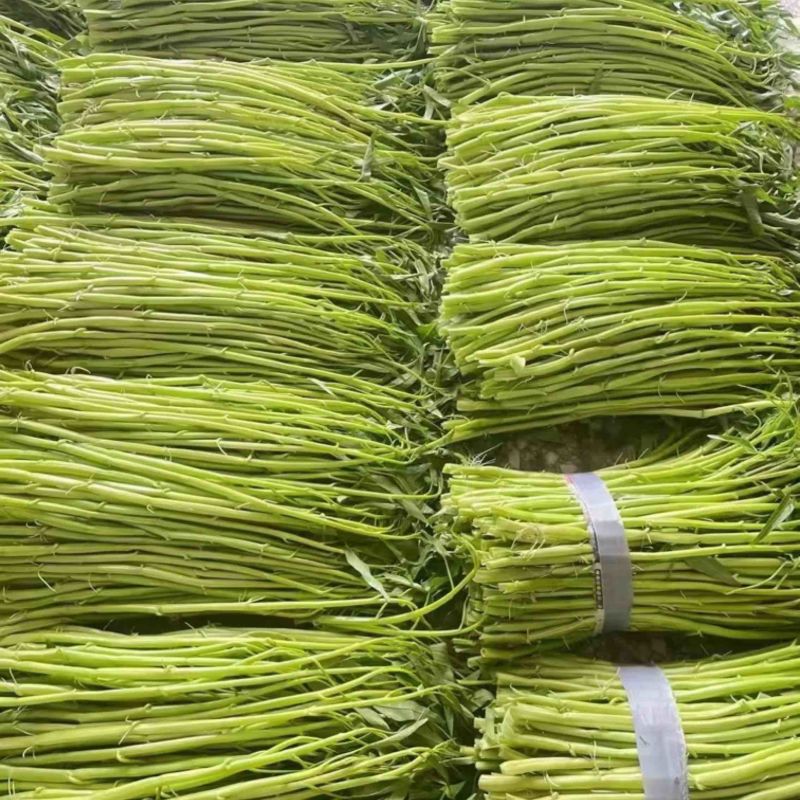 正宗博白空心菜可大量现货商品空心菜旱改水项目菜种