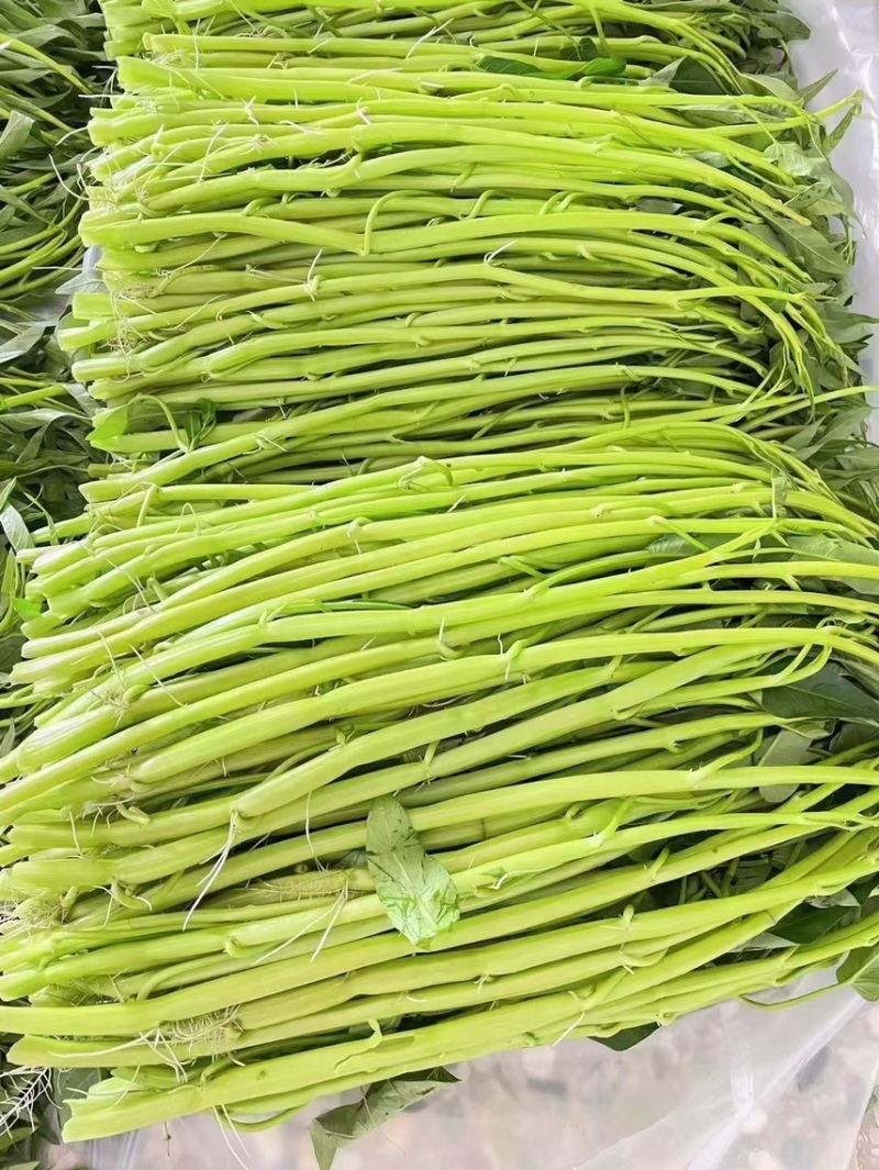 博白空心菜大量供应产地直销量大价格便宜