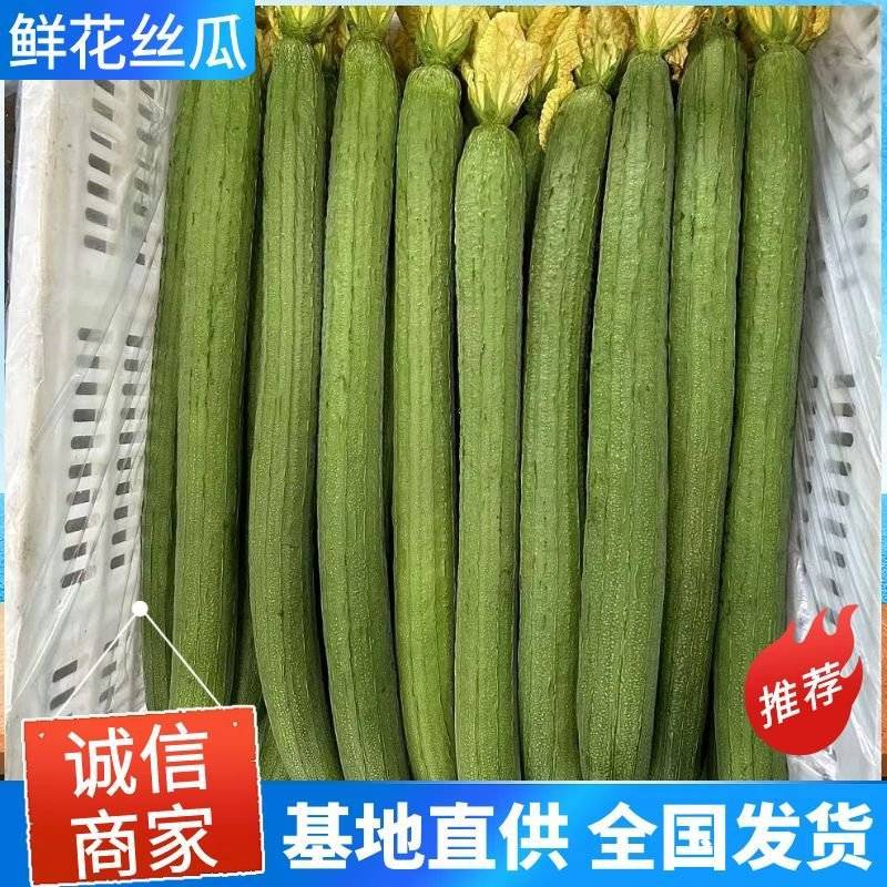 《鲜花丝瓜》现货供应/现摘现发/产地批发/提供一条龙服务