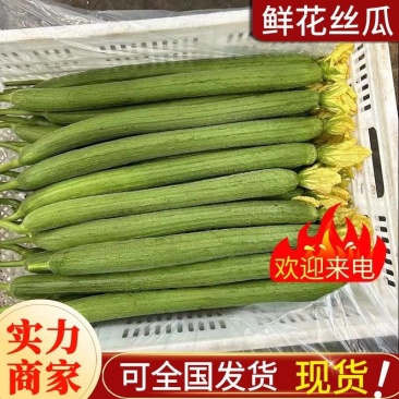 精品鲜花丝瓜/新鲜丝瓜/产地批发/现货供应中/随到随装