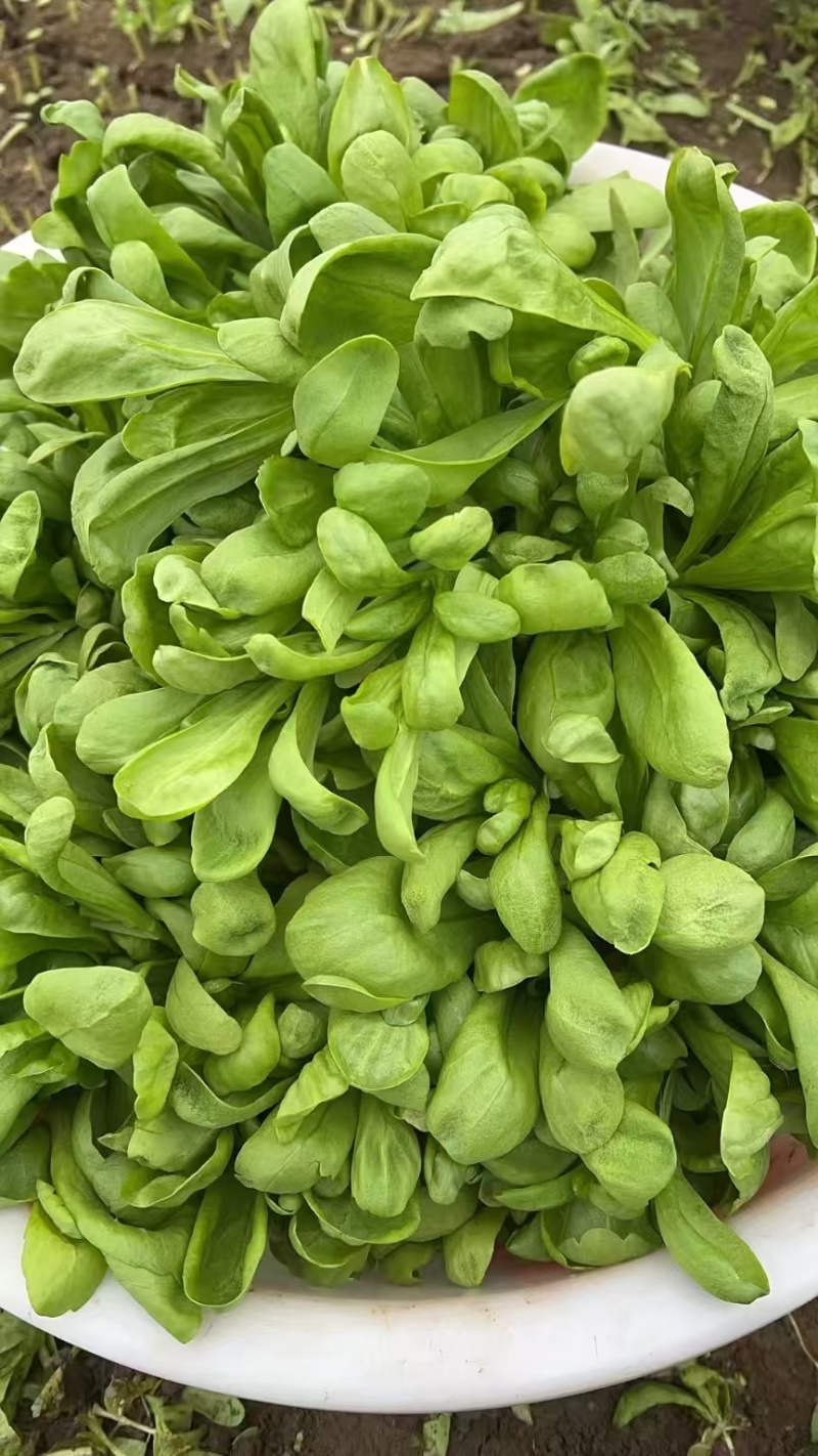 大叶茼蒿南通蔬菜产地品质保证供应各大超市，平台，市场