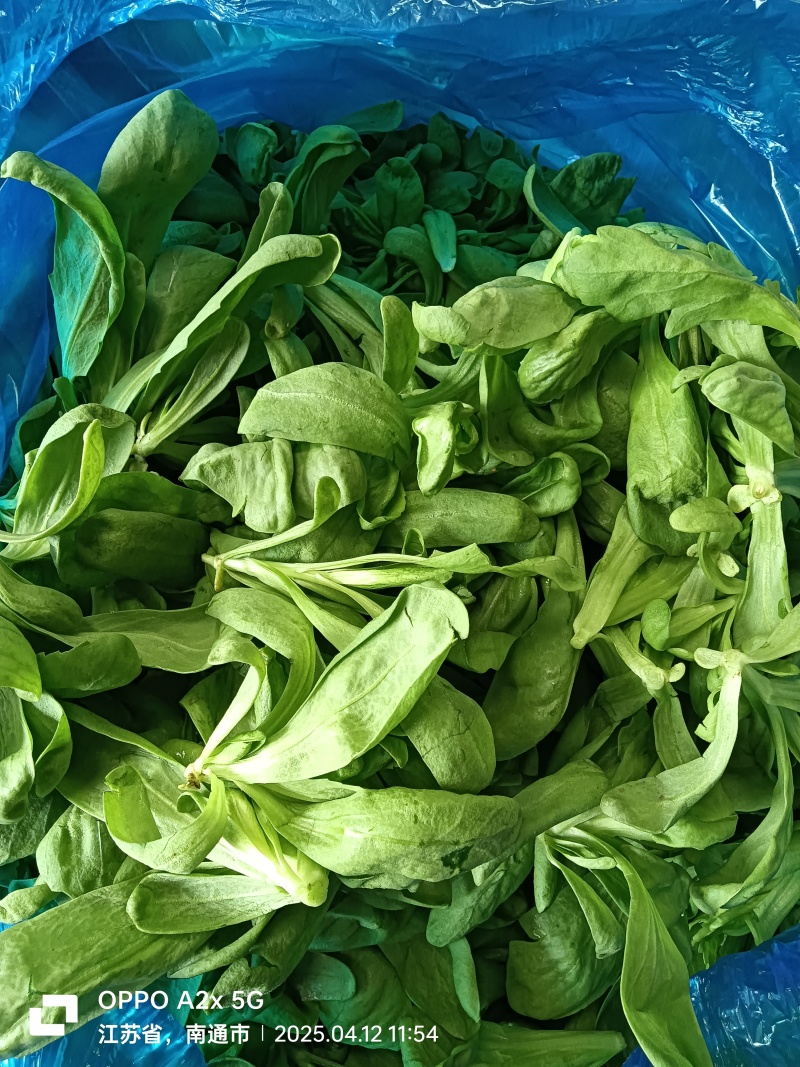 大叶茼蒿南通蔬菜产地品质保证供应各大超市，平台，市场