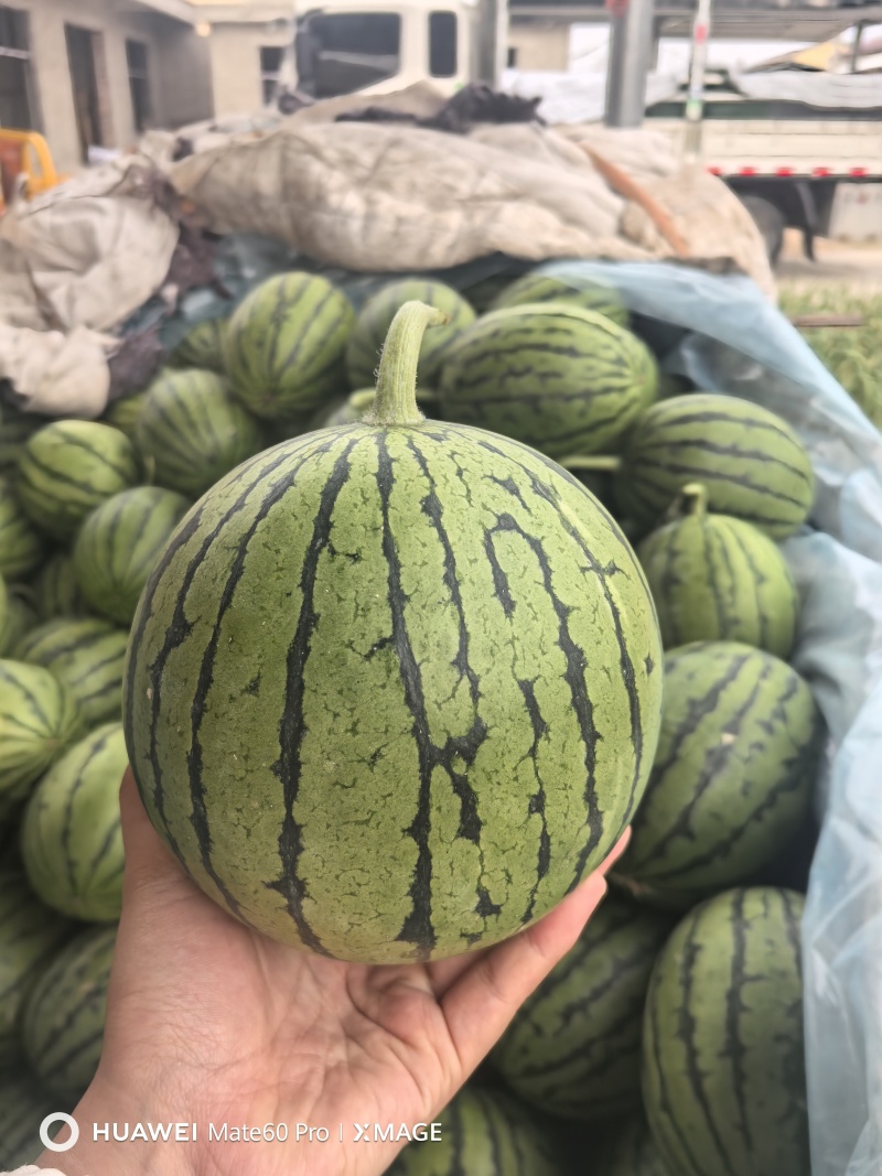 2K小糖丸西瓜，皮薄手剥瓜，产地直发代发全国