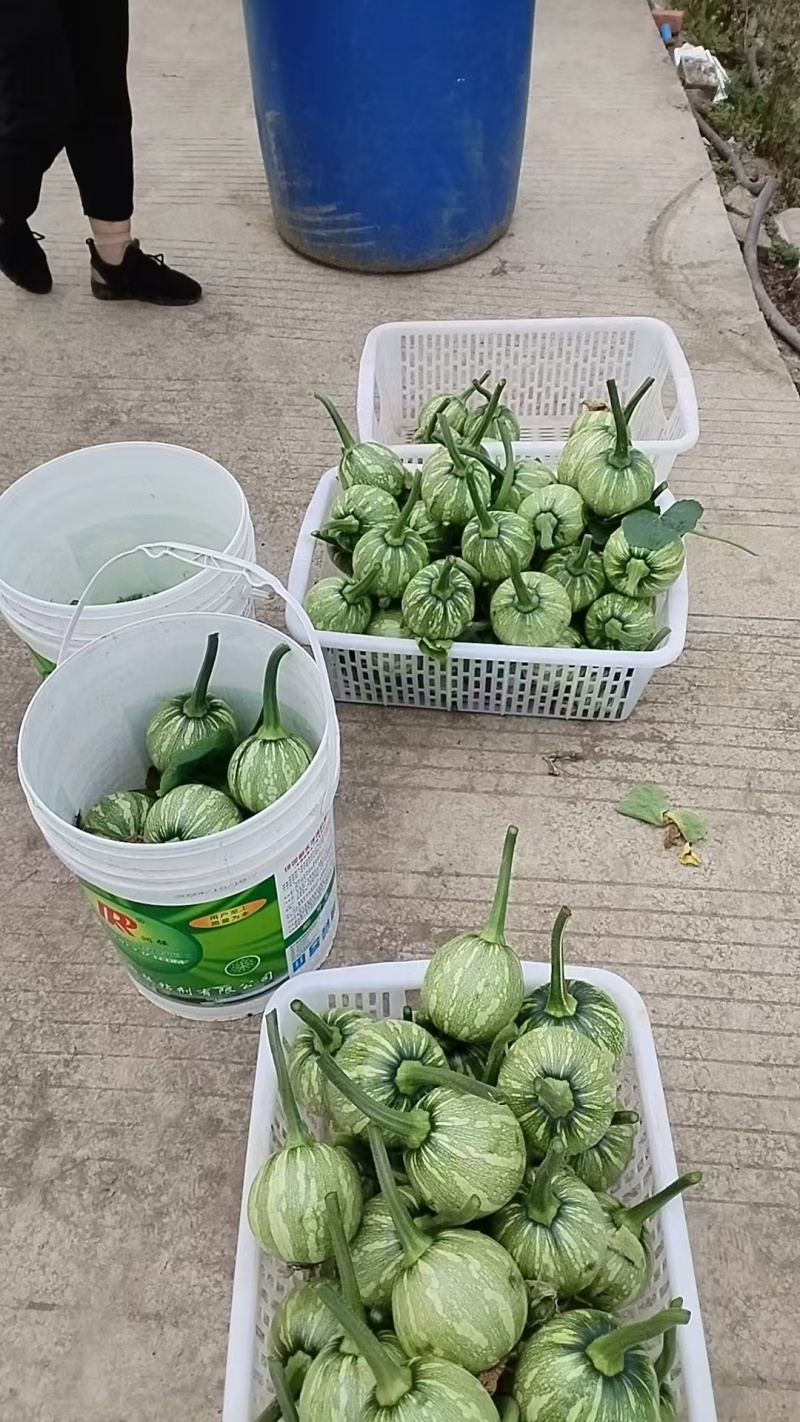 嫩南瓜大基地蔬菜种植。
