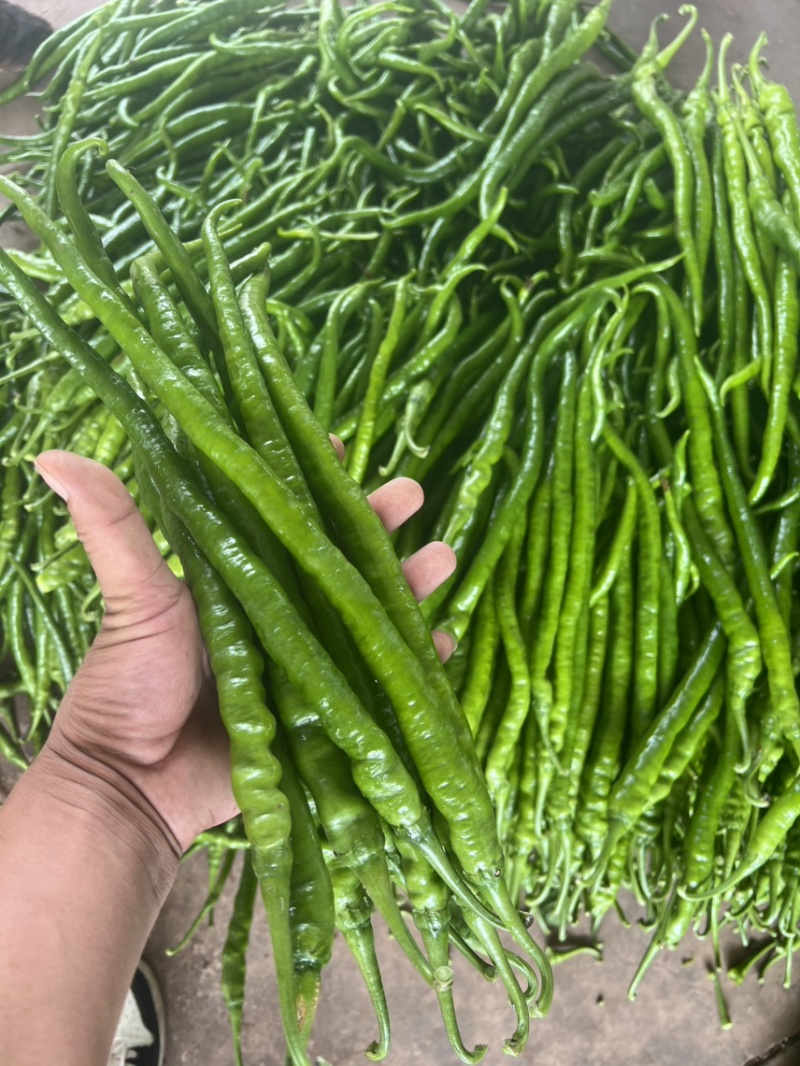 二荆条
