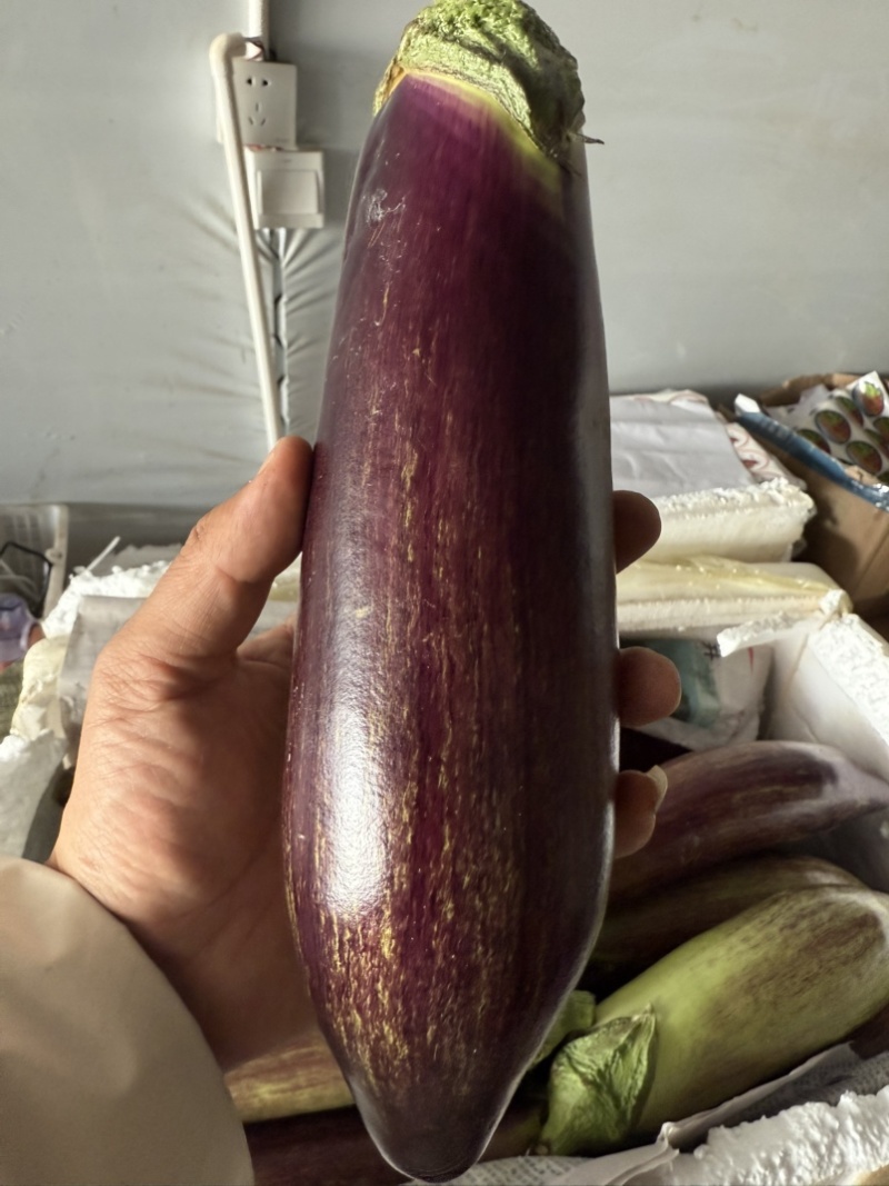 冰川茄子.糯茄.基地种植.基地直销售.品质保证.货源稳定