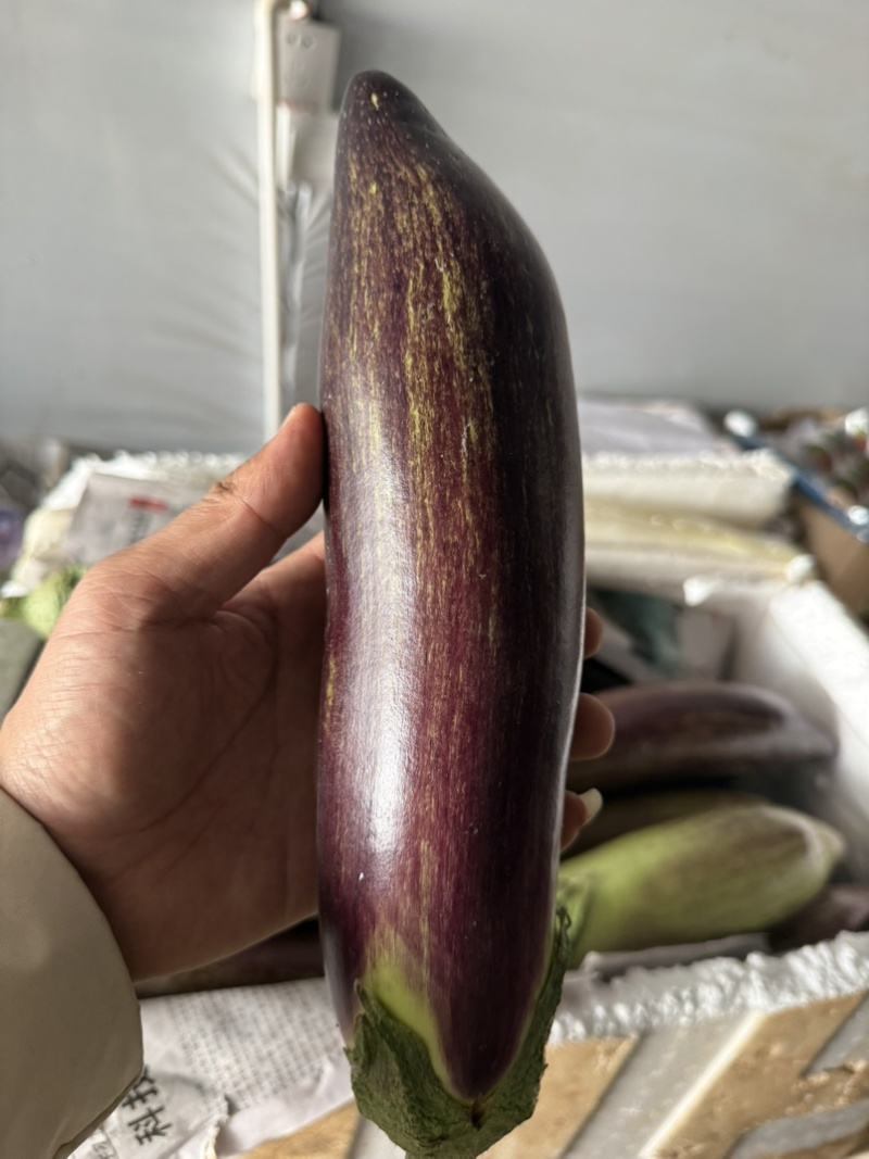 冰川茄子.糯茄.基地种植.基地直销售.品质保证.货源稳定