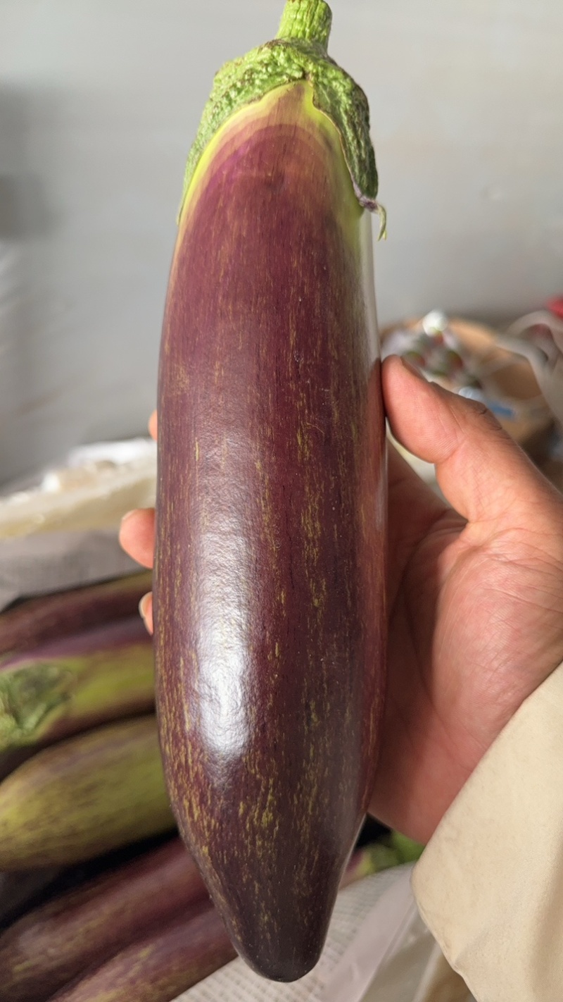 冰川茄子.糯茄.基地种植.基地直销售.品质保证.货源稳定