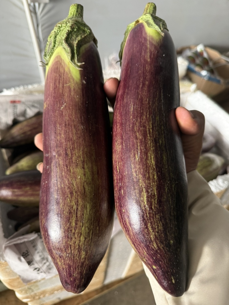 冰川茄子.糯茄.基地种植.基地直销售.品质保证.货源稳定