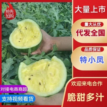 江苏特小凤西瓜香甜多汁对接批发商支持视频看货一手货源