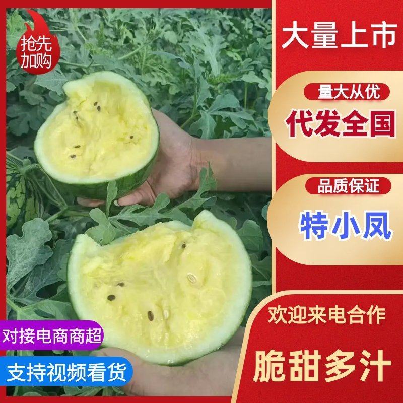 江苏特小凤西瓜香甜多汁对接批发商支持视频看货一手货源