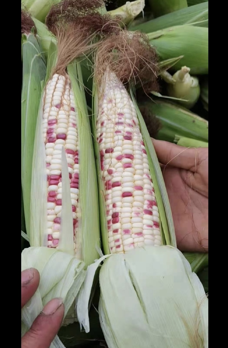 大棒糯玉米