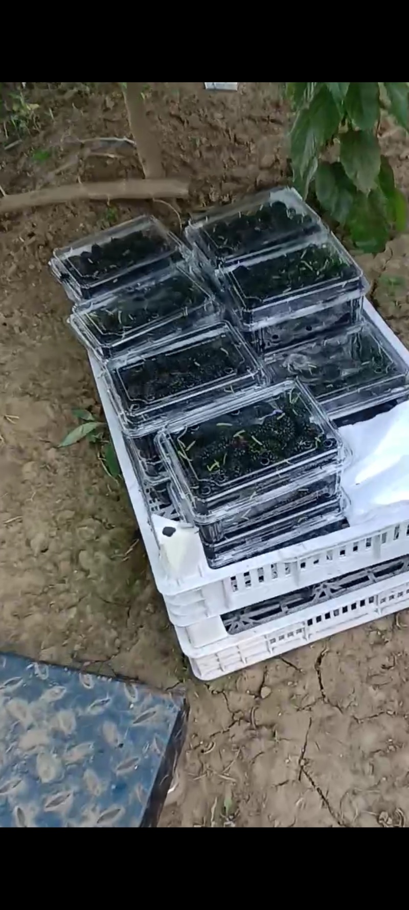 桑葚