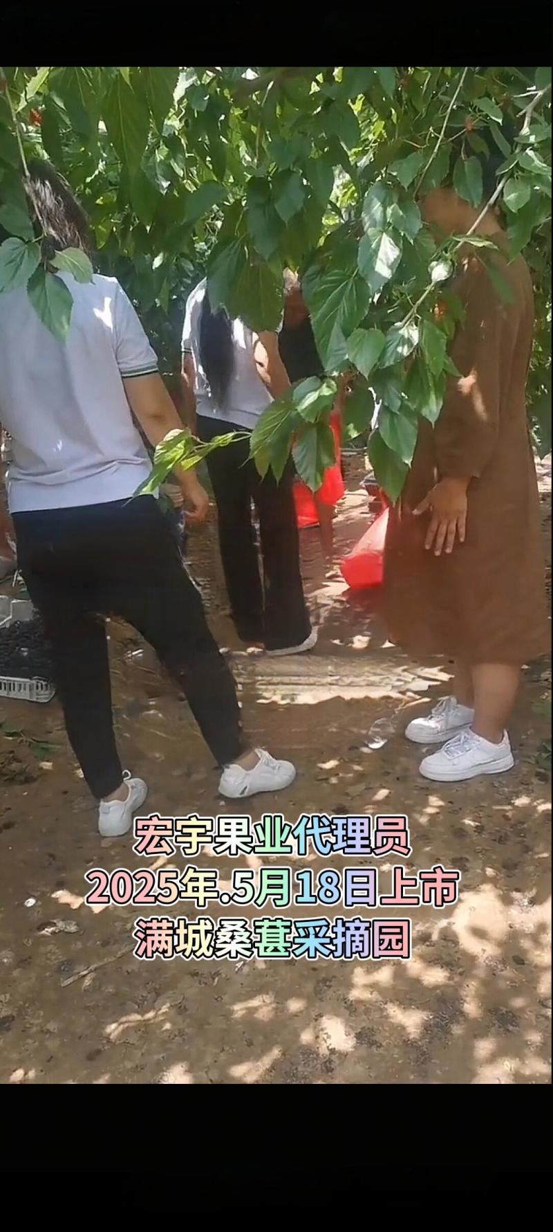 桑葚