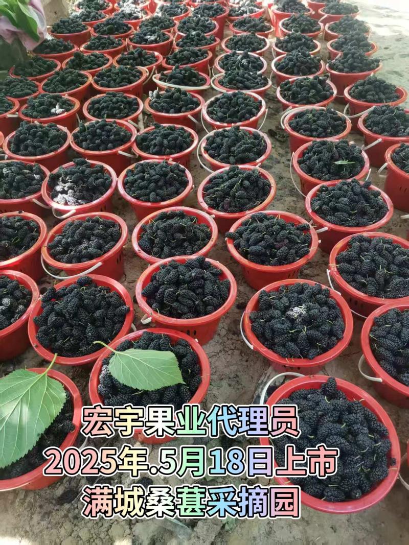 桑葚