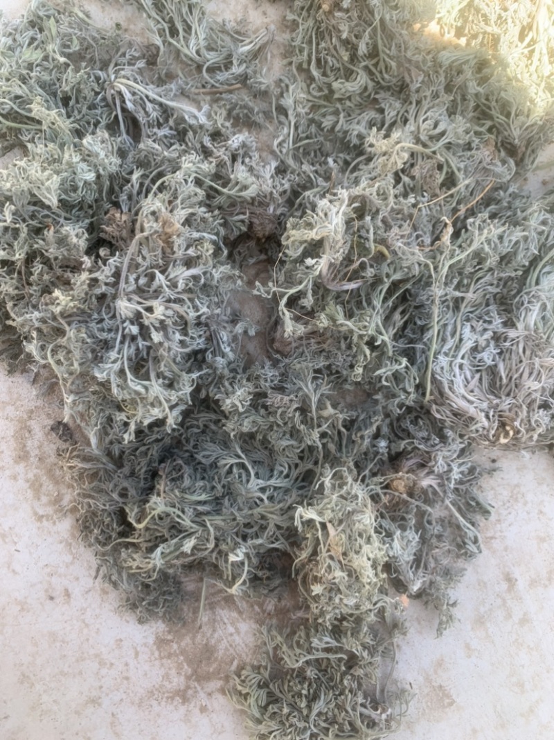 新产高含量茵陈。颜色好，没有杂质。