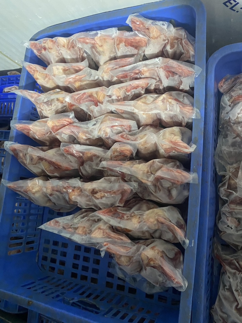 广东家养鸽子/精品乳鸽/规格齐全/量大价优/欢迎下单