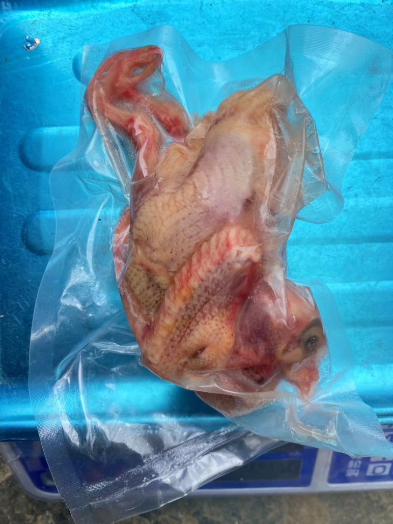 广东家养鸽子/精品乳鸽/规格齐全/量大价优/欢迎下单
