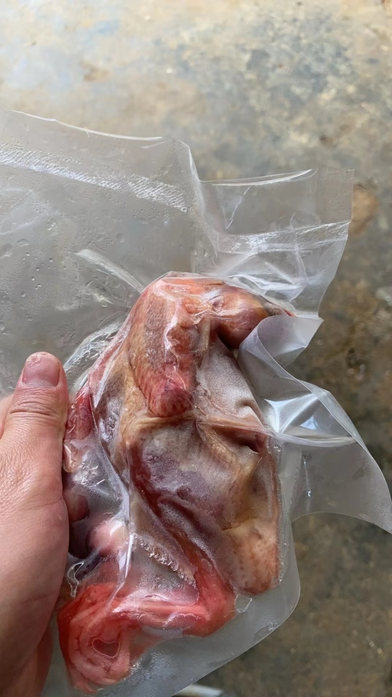 广东家养鸽子/精品乳鸽/规格齐全/量大价优/欢迎下单