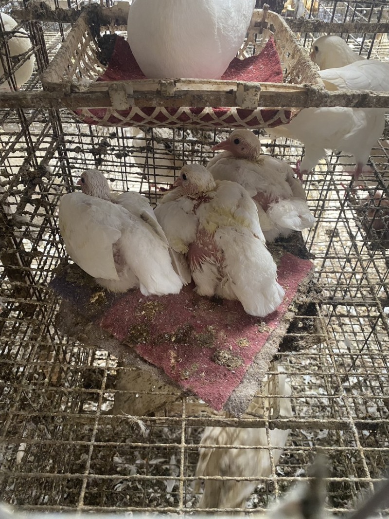 广东家养鸽子/精品乳鸽/规格齐全/量大价优/欢迎下单