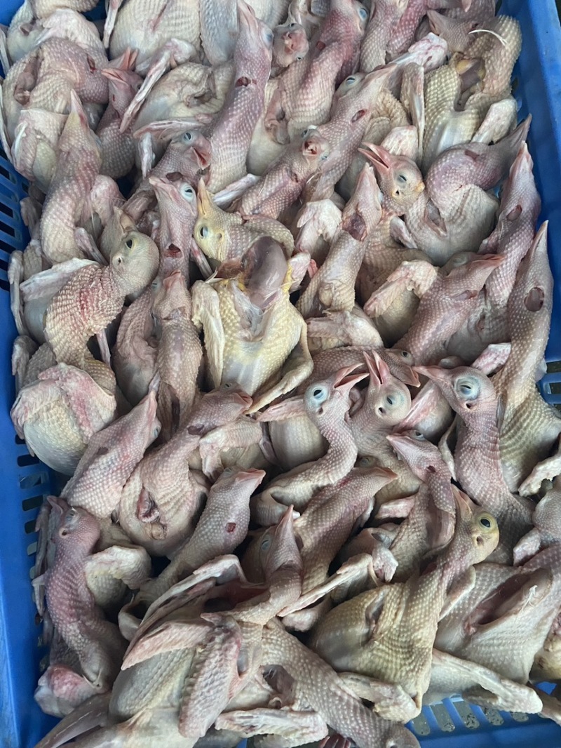 广东家养鸽子/精品乳鸽/规格齐全/量大价优/欢迎下单