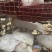 广东家养鸽子/精品乳鸽/规格齐全/量大价优/欢迎下单