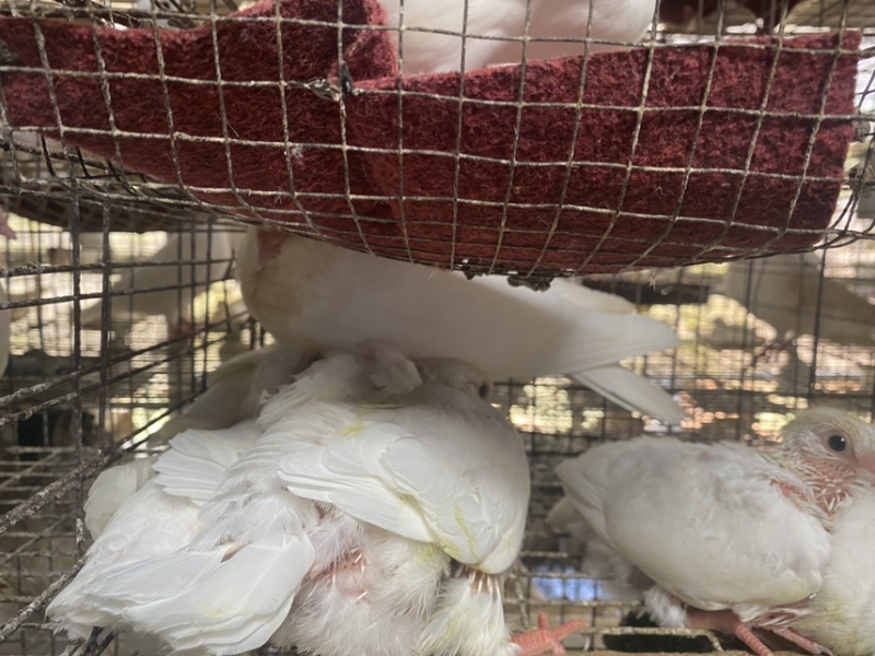 广东家养鸽子/精品乳鸽/规格齐全/量大价优/欢迎下单