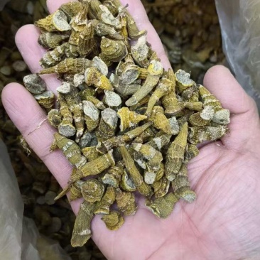 虎牙石斛品质保证大量上市中欢迎来电咨询