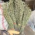 独脚金各规格有货颜色青绿货均有大量供应对接全国市场